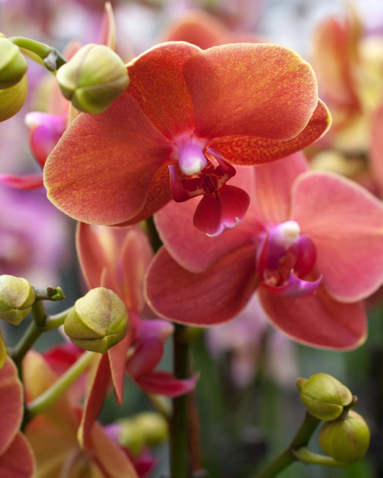 Phalaenopsis &