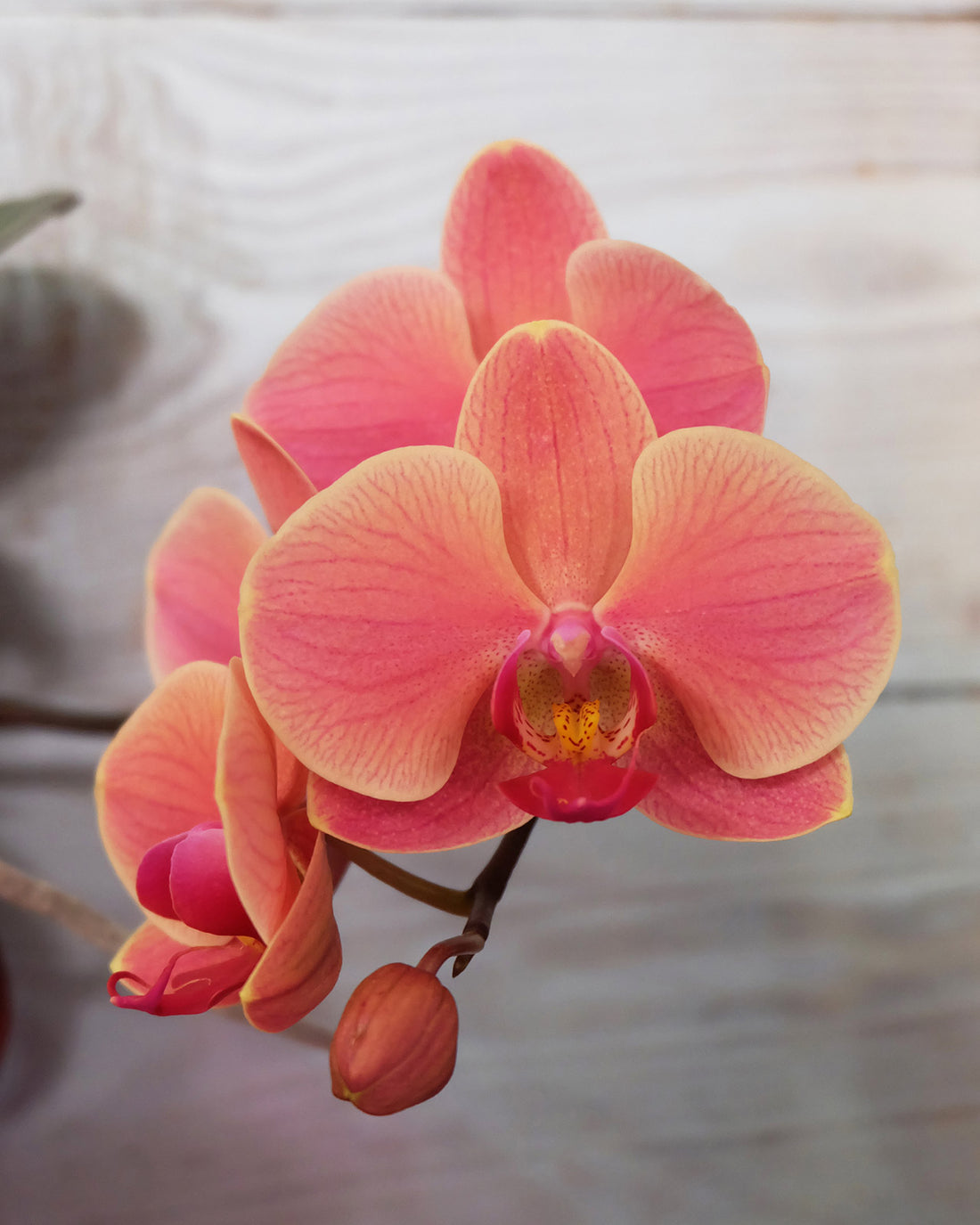Phalaenopsis &