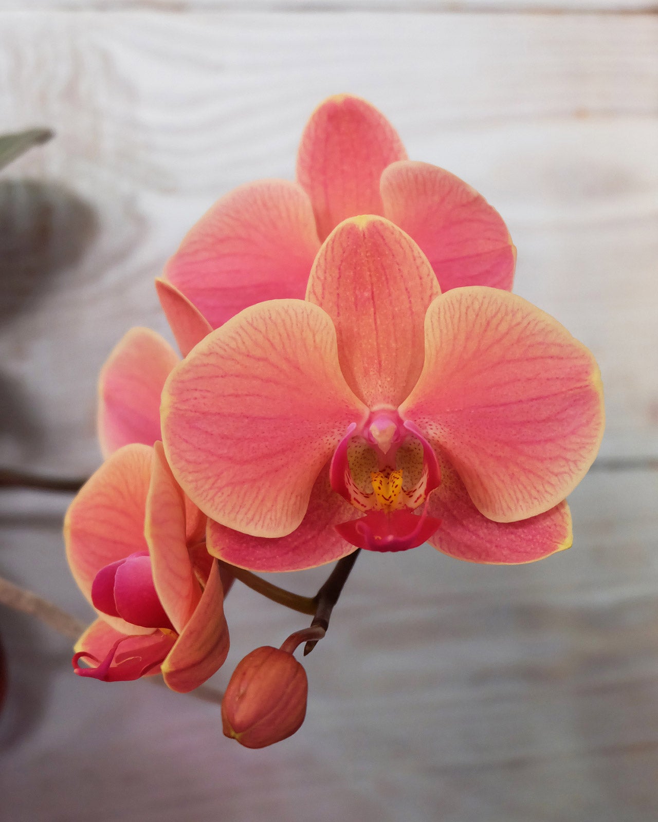 Phalaenopsis &