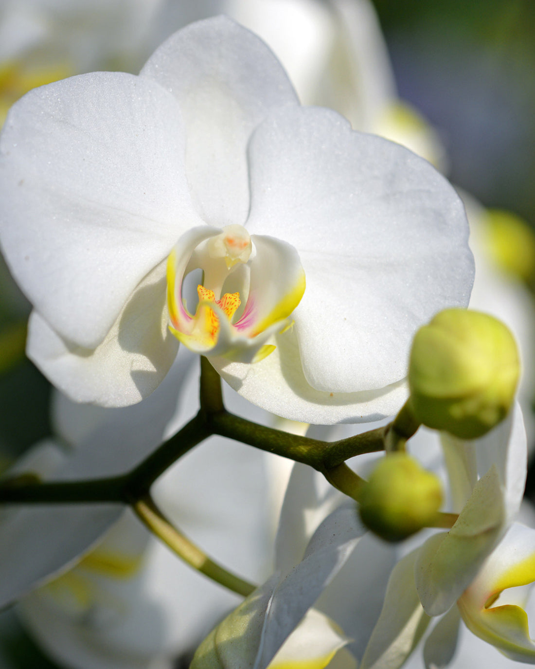 Phalaenopsis &