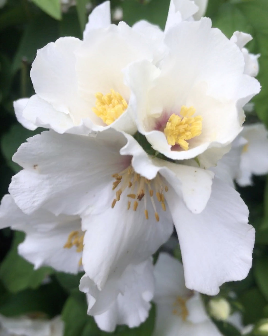Philadelphus &