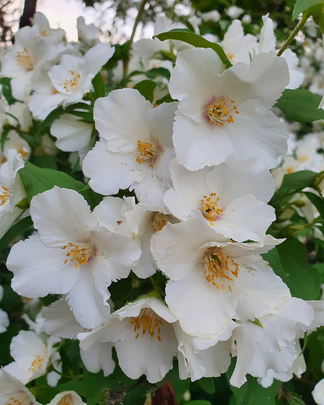 Philadelphus &