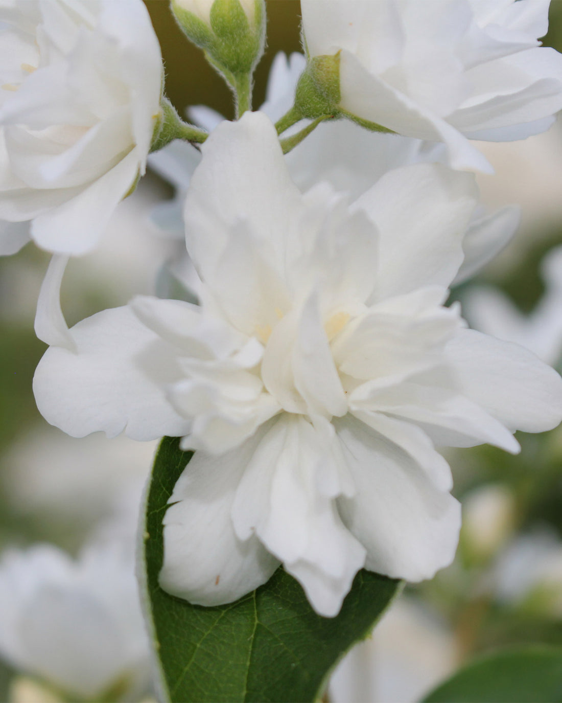 Philadelphus &