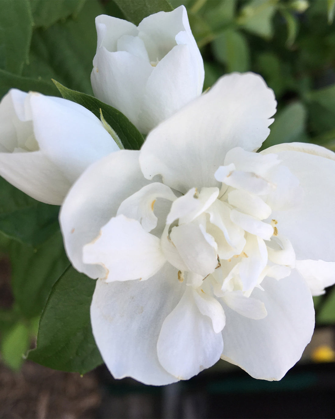 Philadelphus &