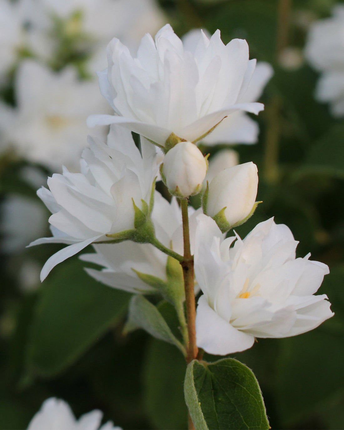 Philadelphus &