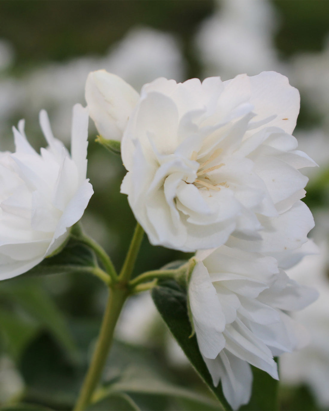 Philadelphus &