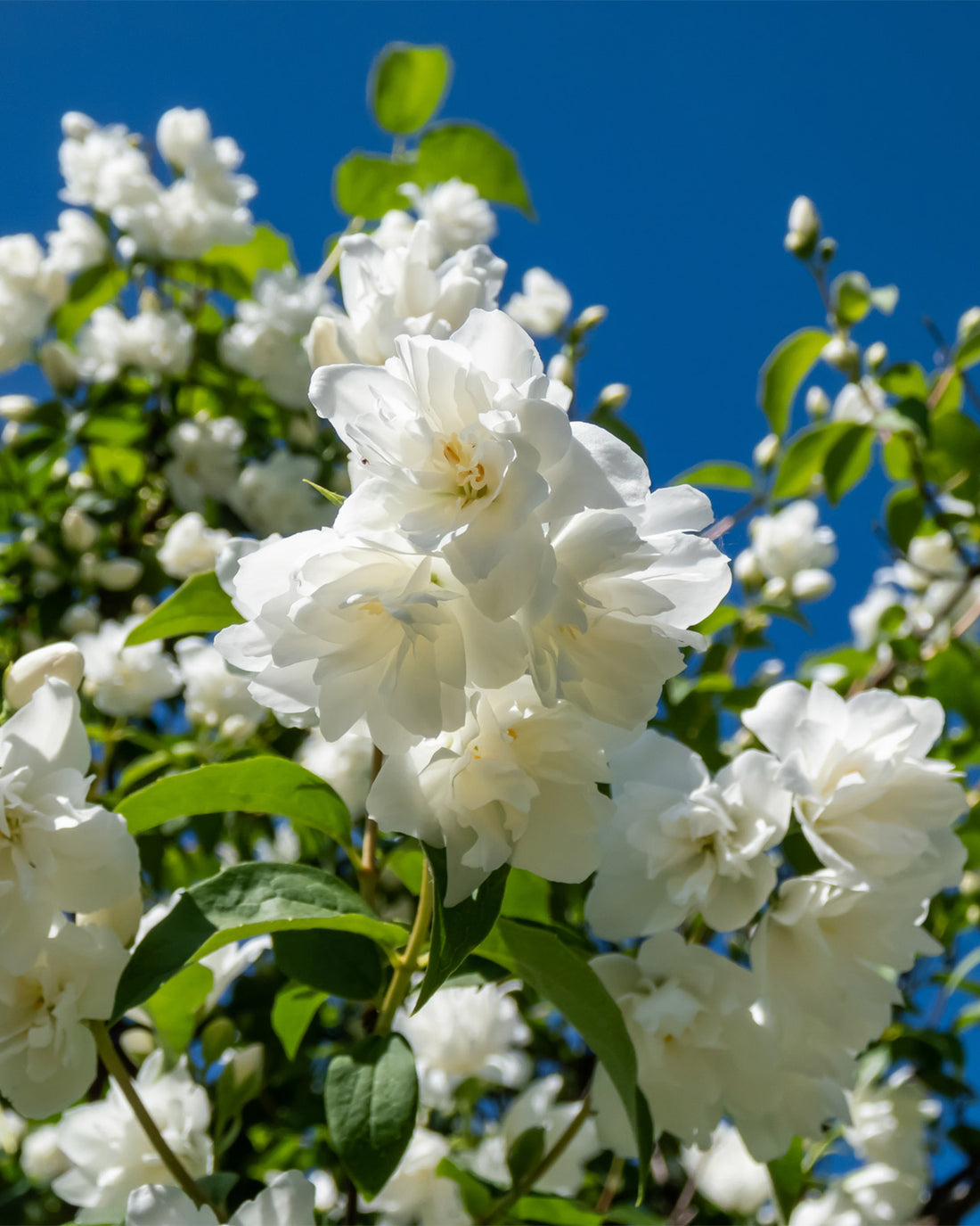 Philadelphus &
