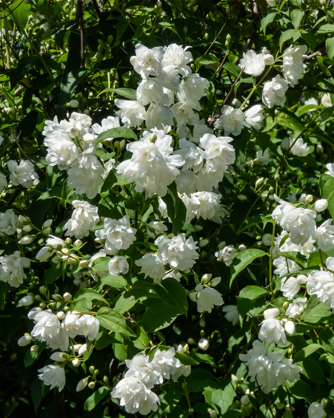 Philadelphus &