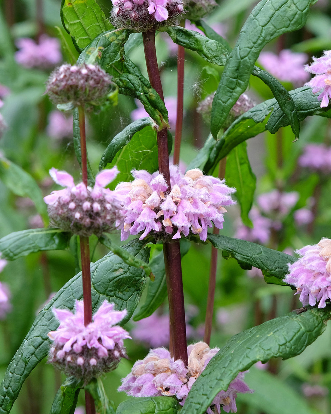 Phlomoides tuberosa &