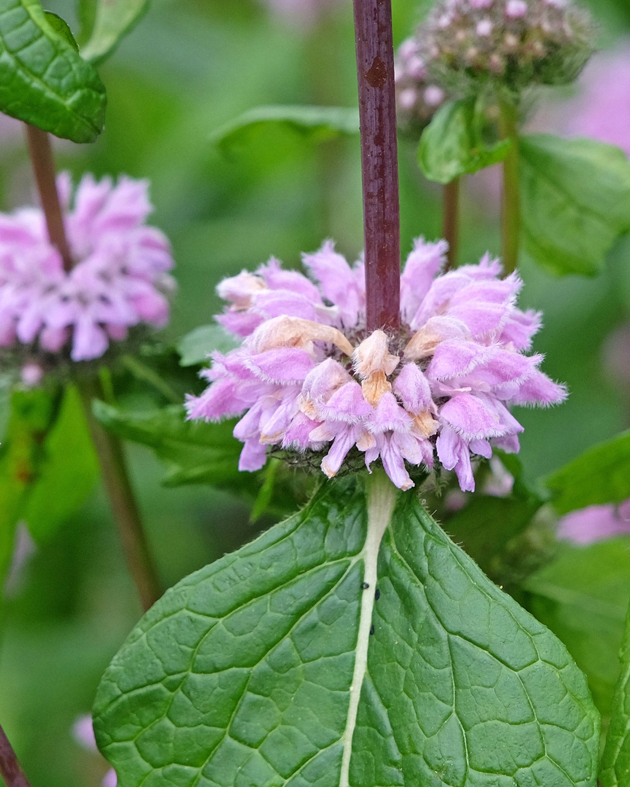 Phlomoides tuberosa &