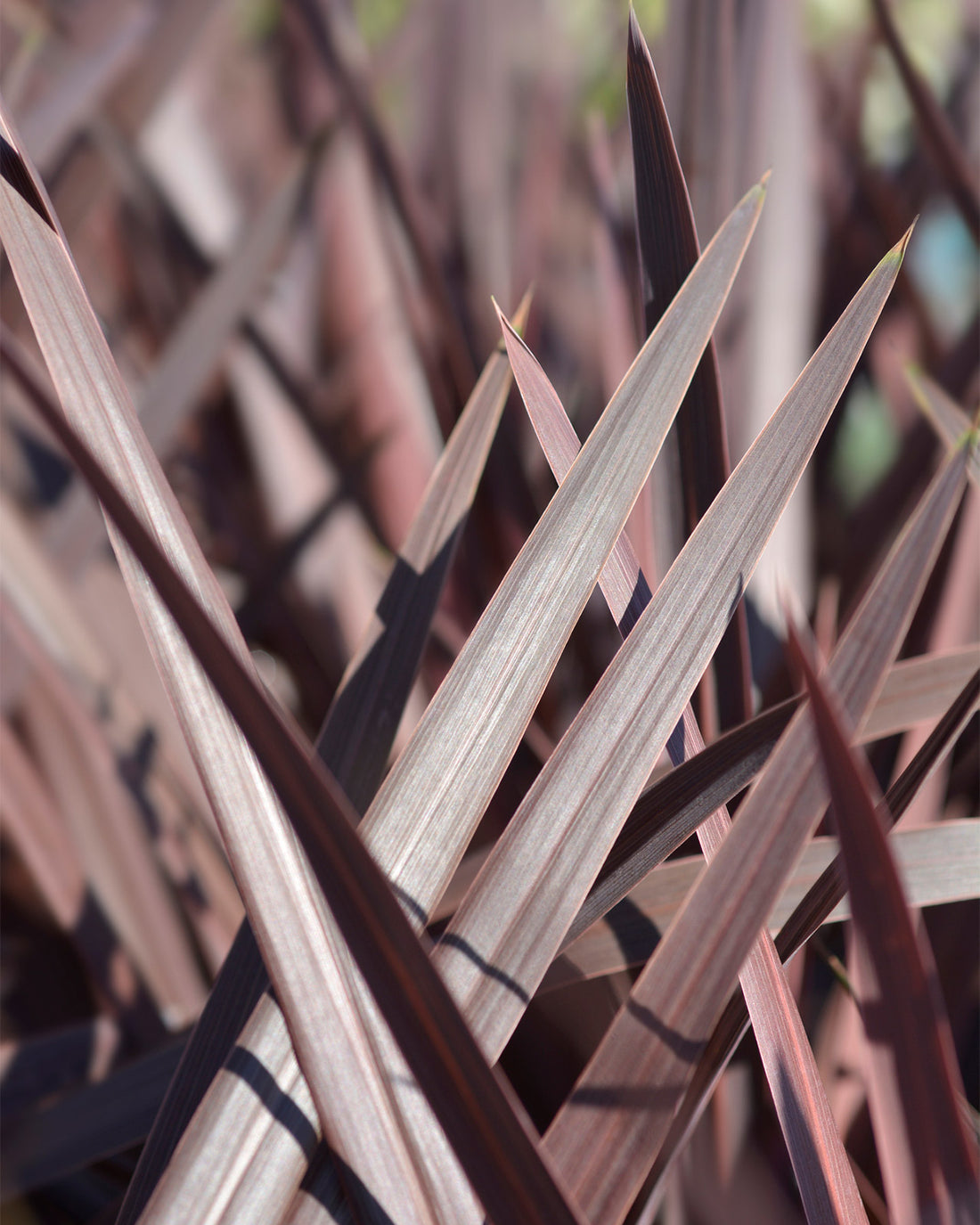 Phormium &