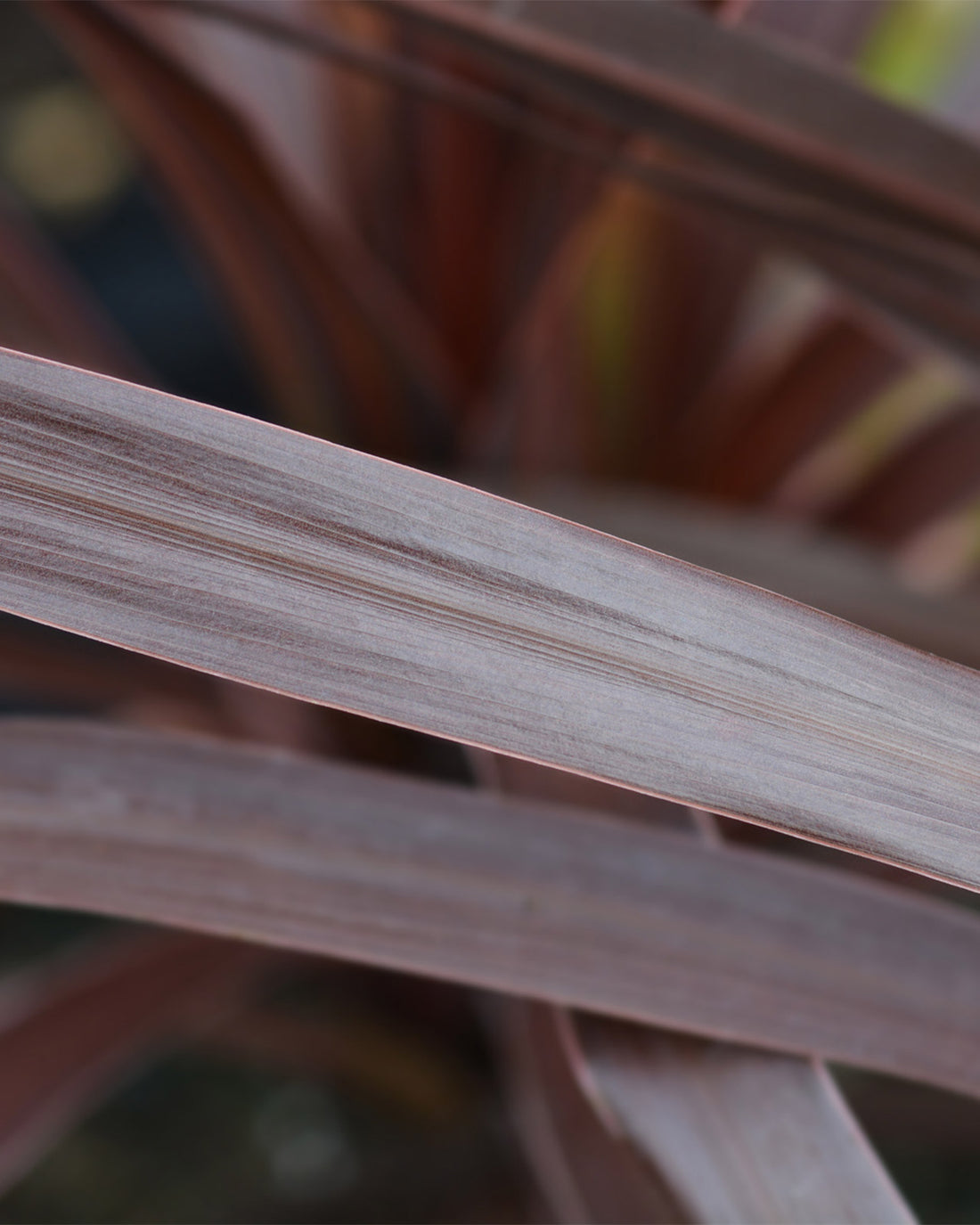 Phormium &
