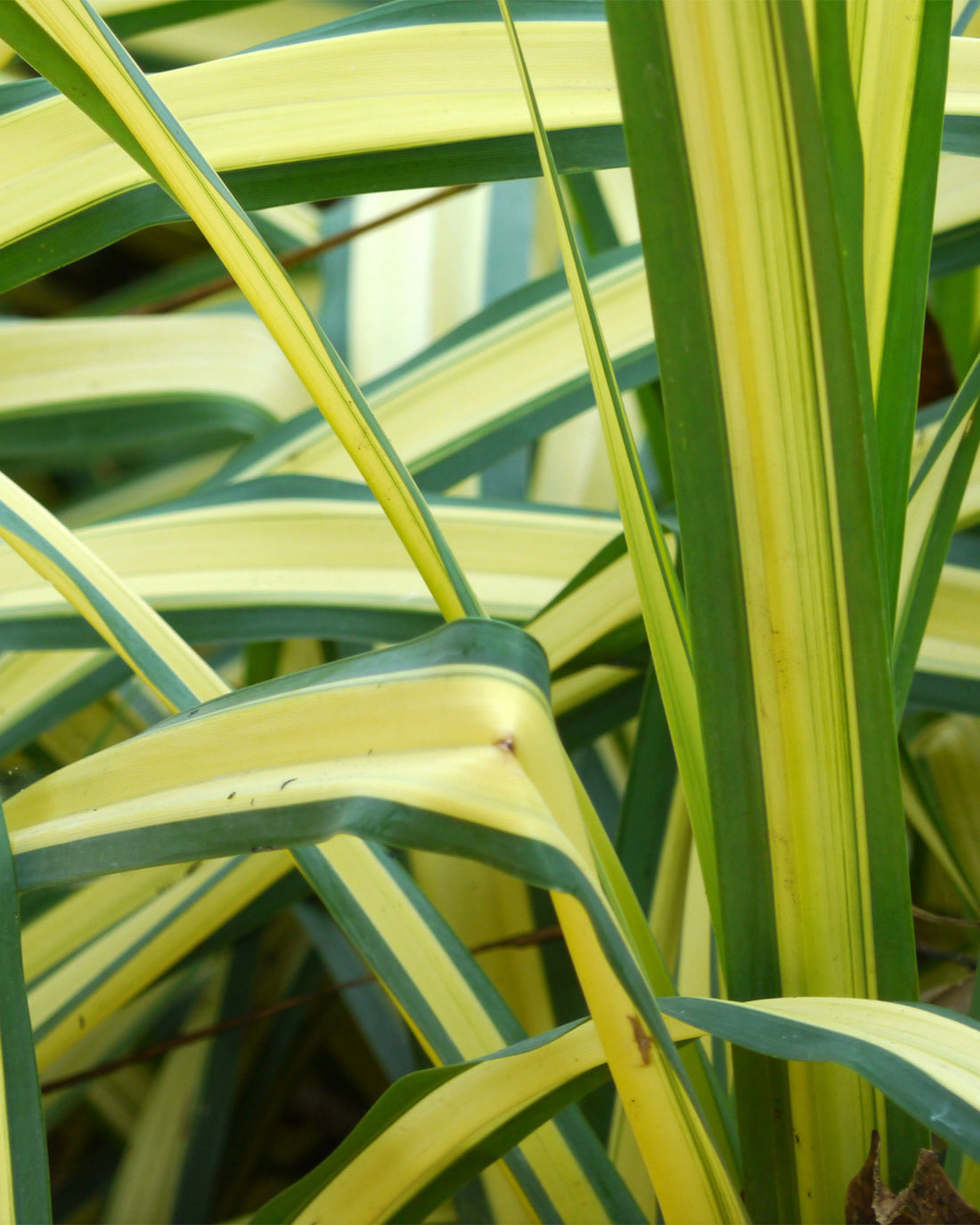Phormium &