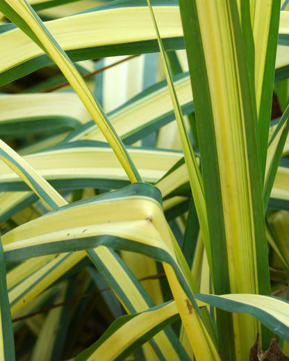 Phormium &
