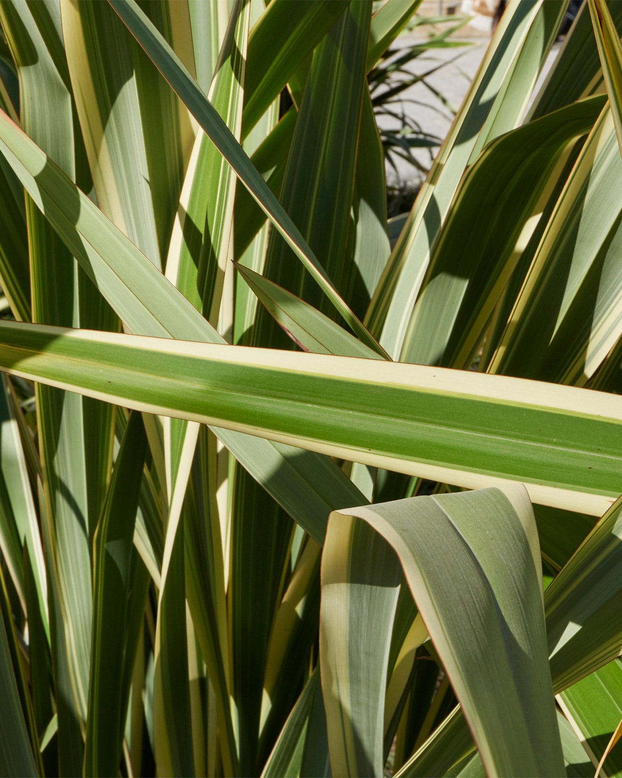 Phormium &