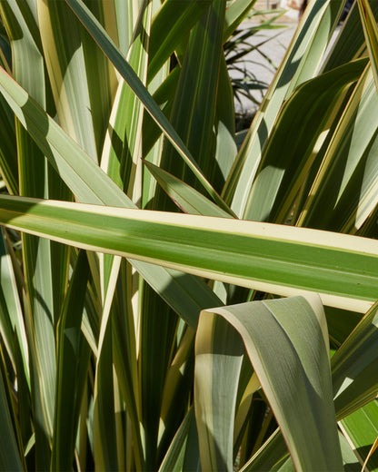 Phormium &
