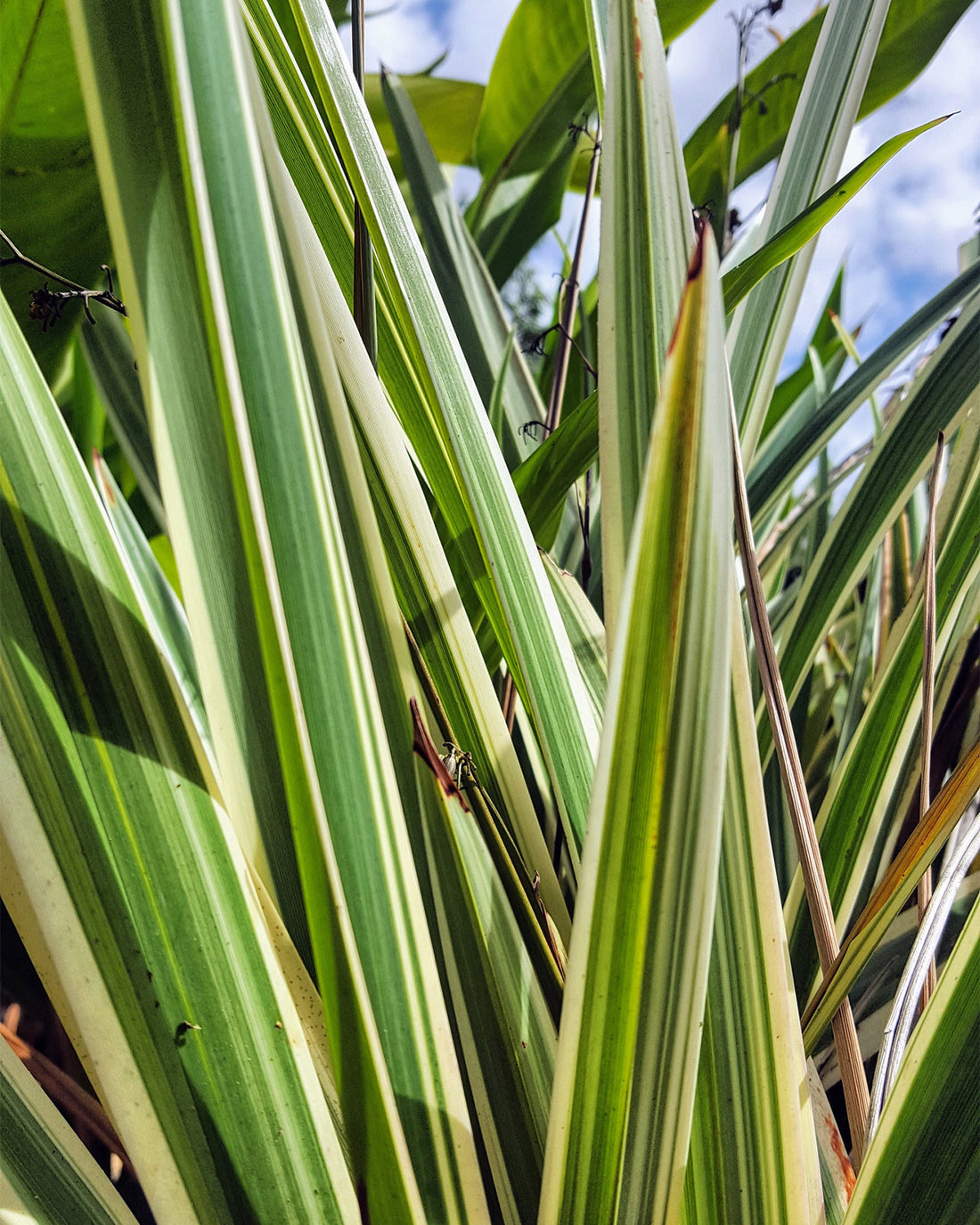 Phormium &