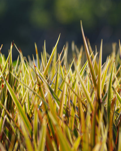 Phormium &