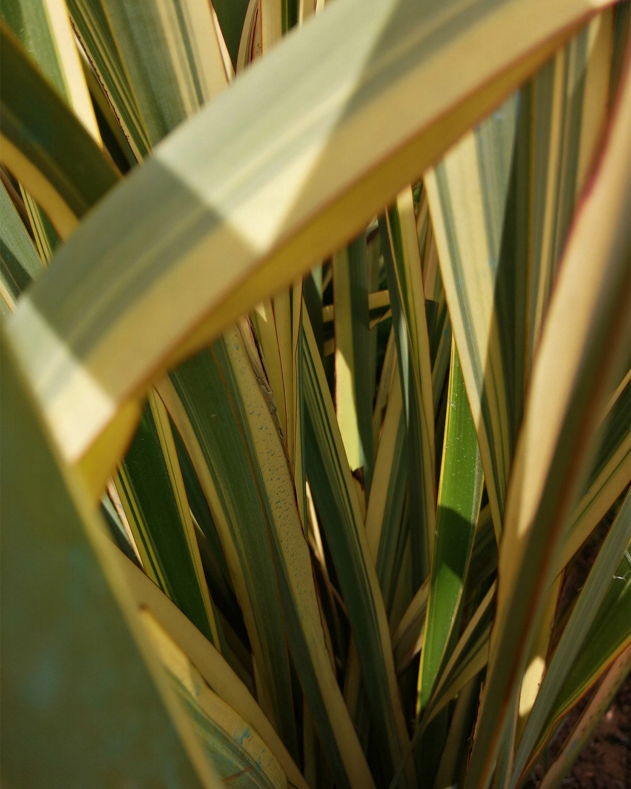 Phormium &