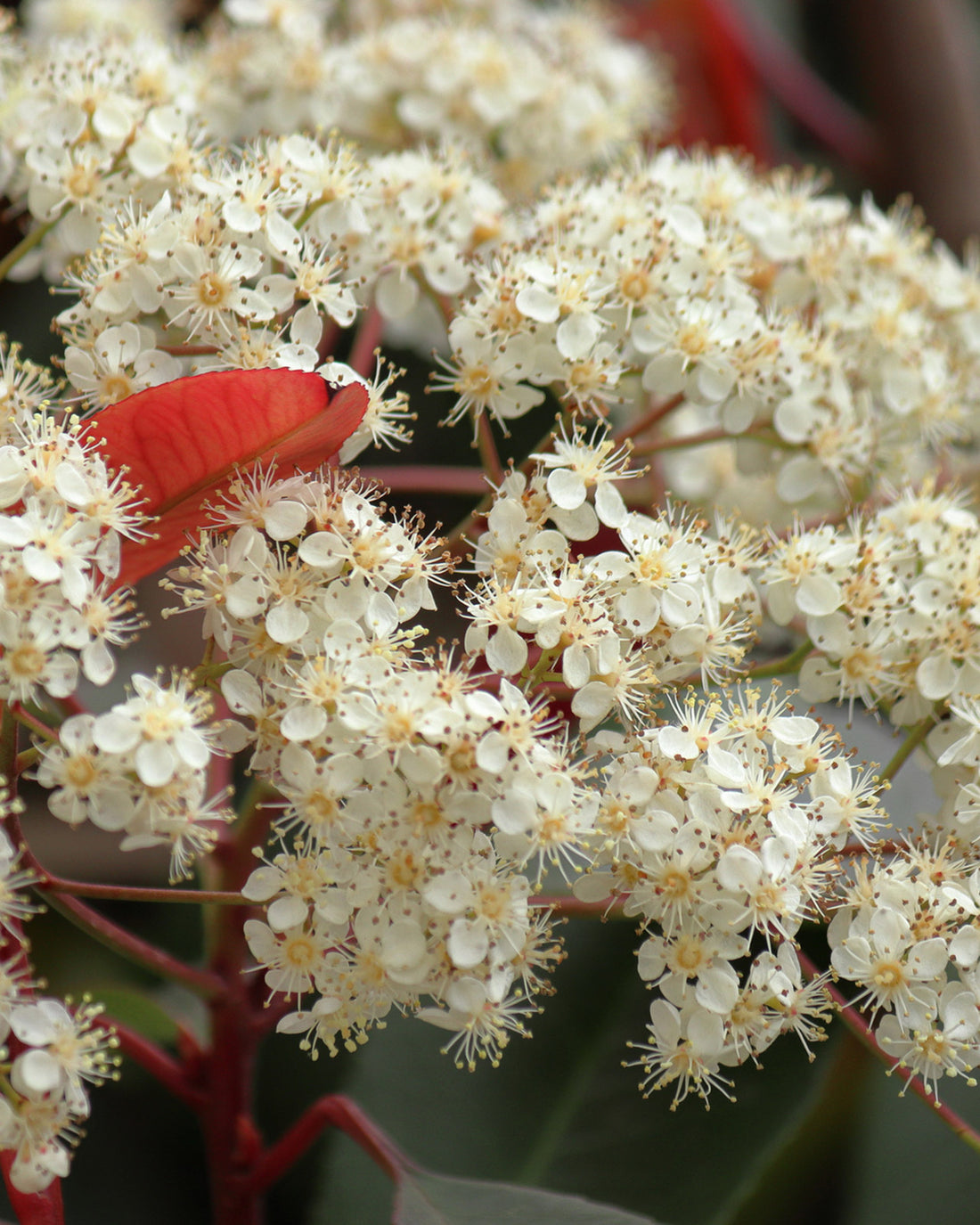 Photinia × fraseri &