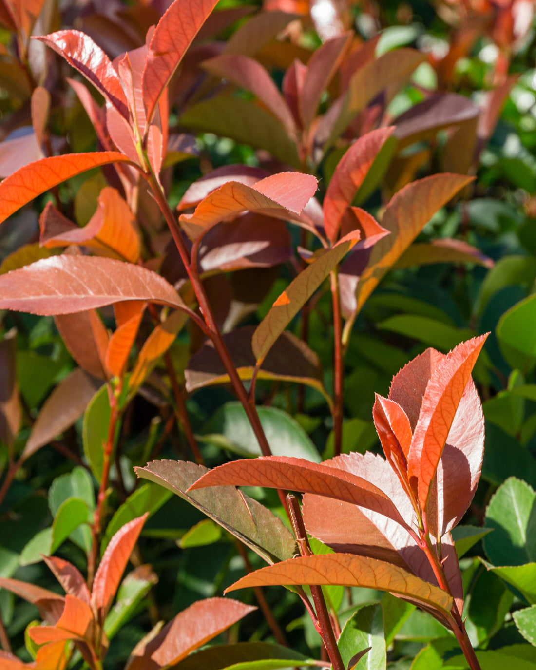 Photinia × fraseri &