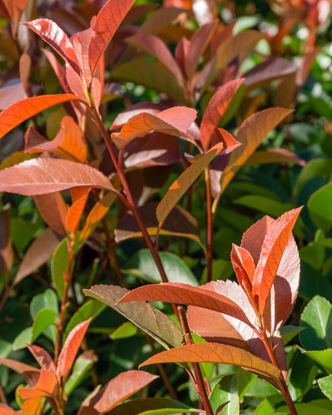 Photinia × fraseri &