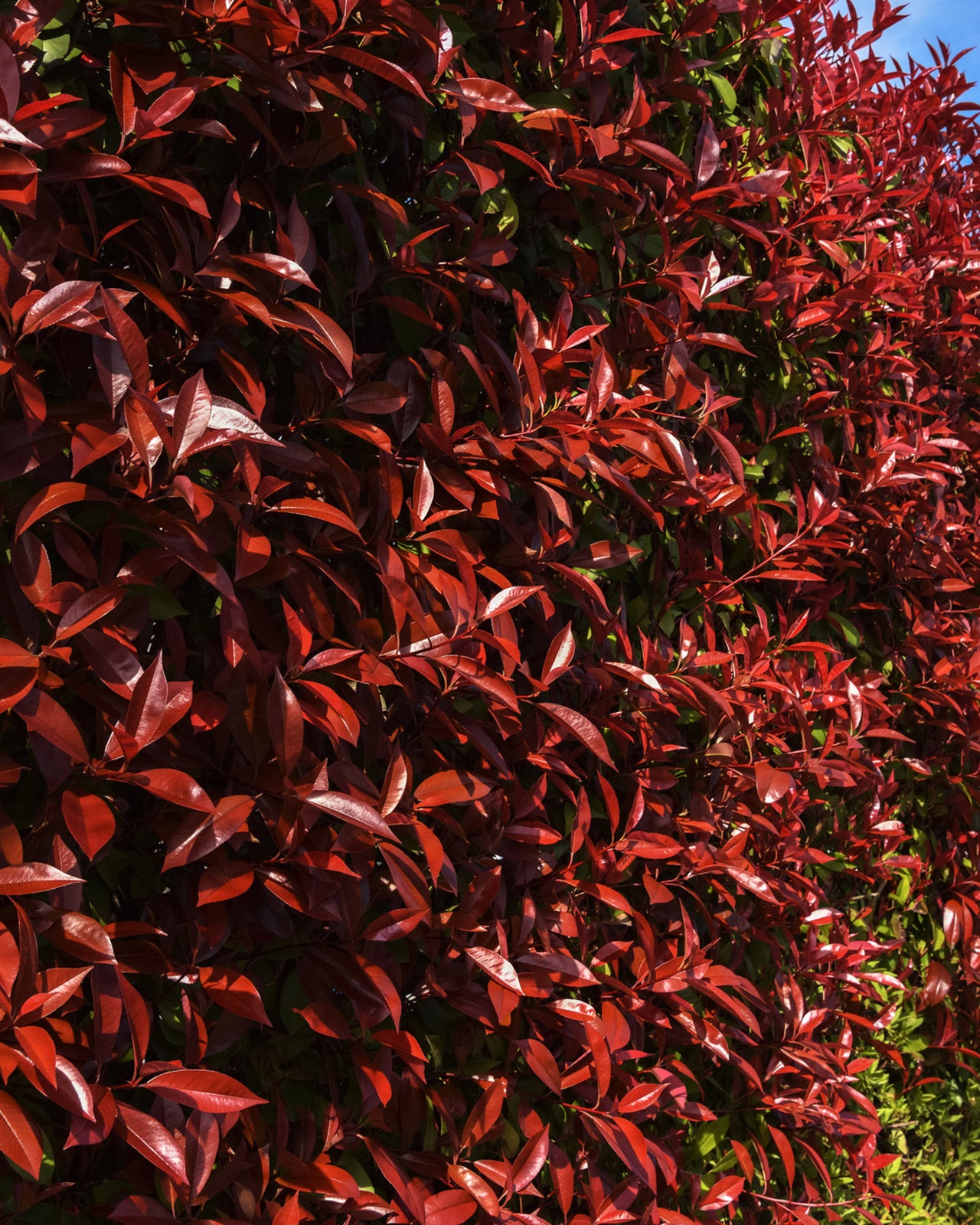 Photinia × fraseri &
