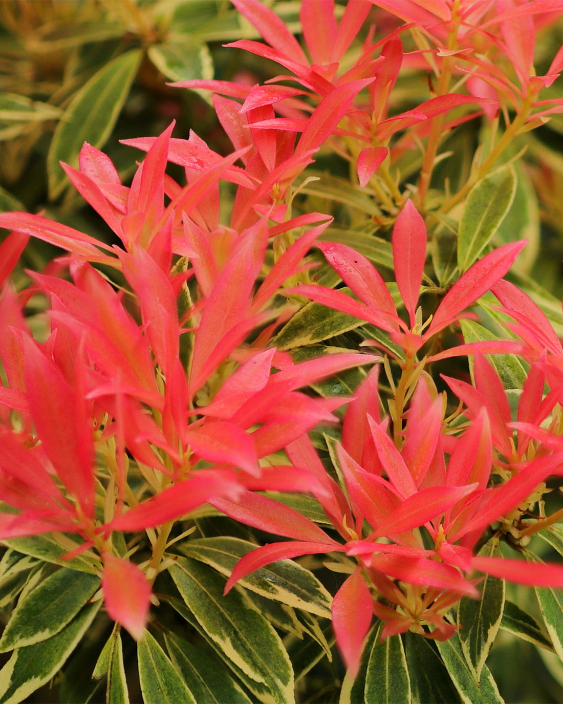 Pieris japonica &