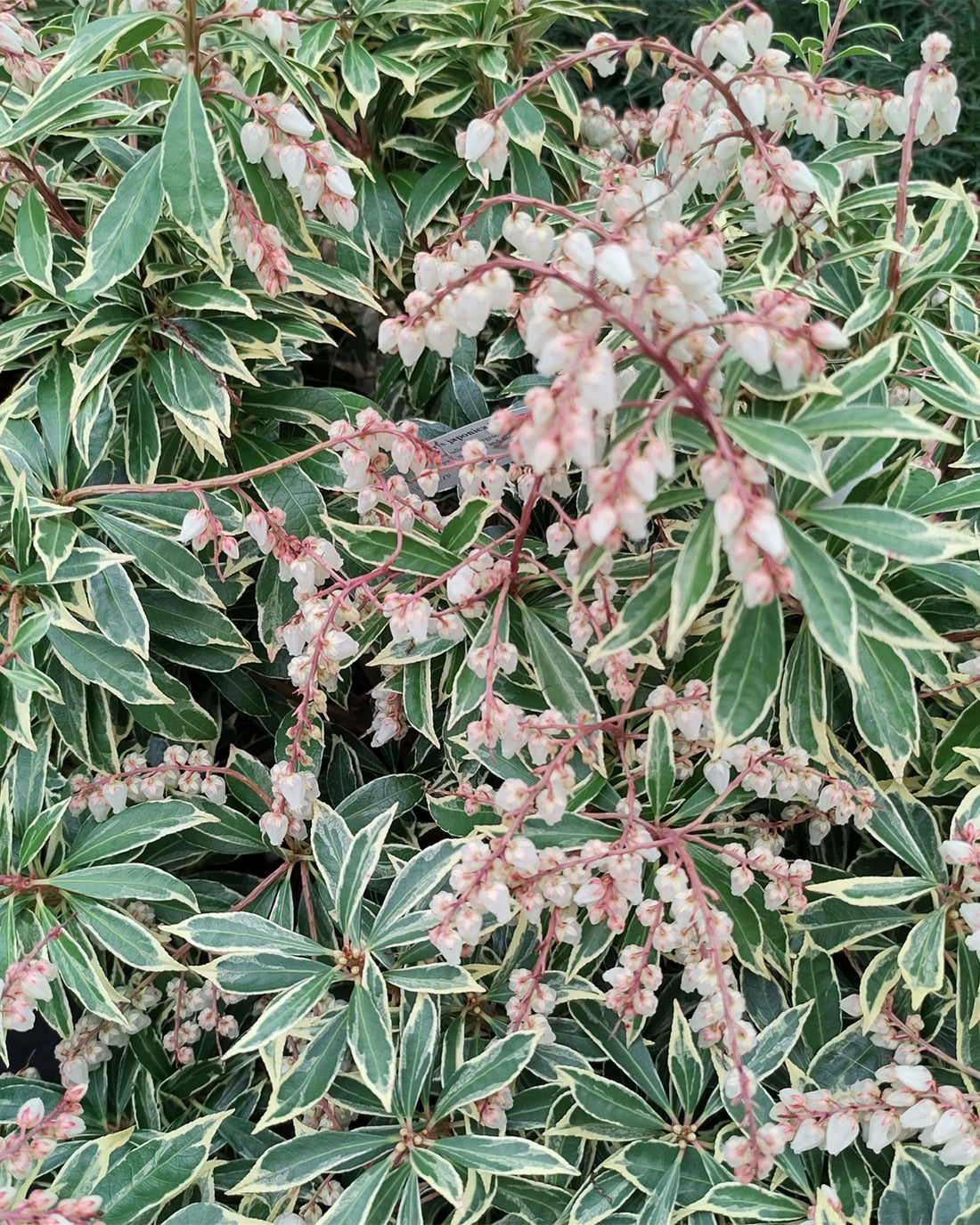 Pieris japonica &