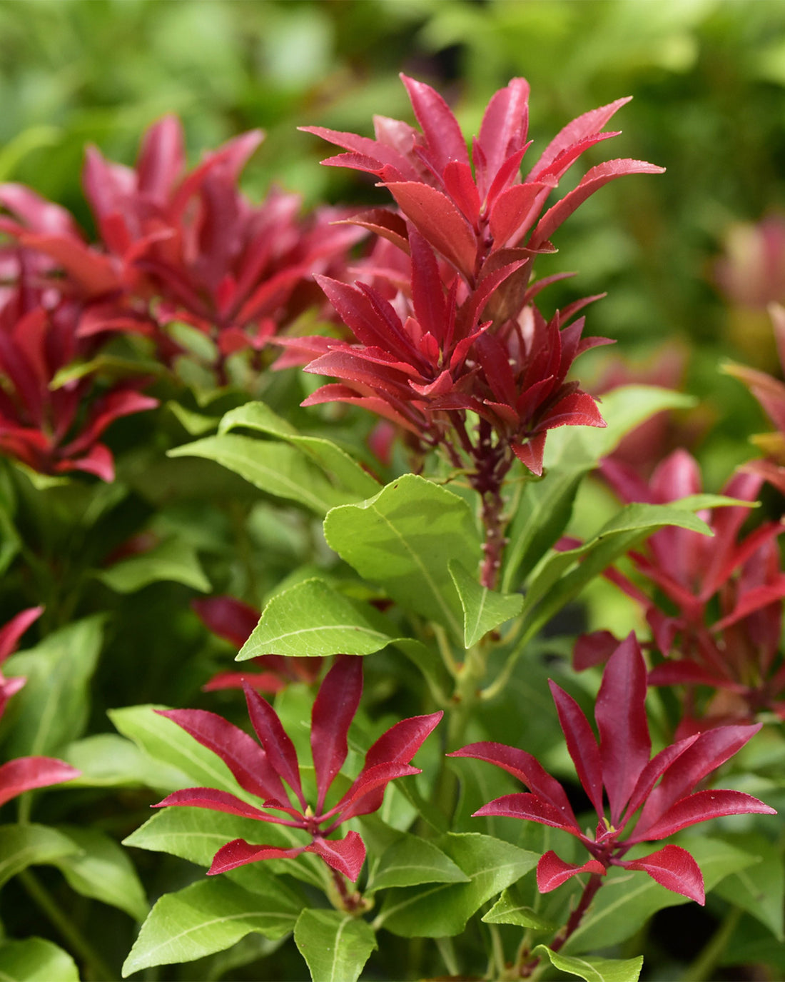 Pieris japonica &