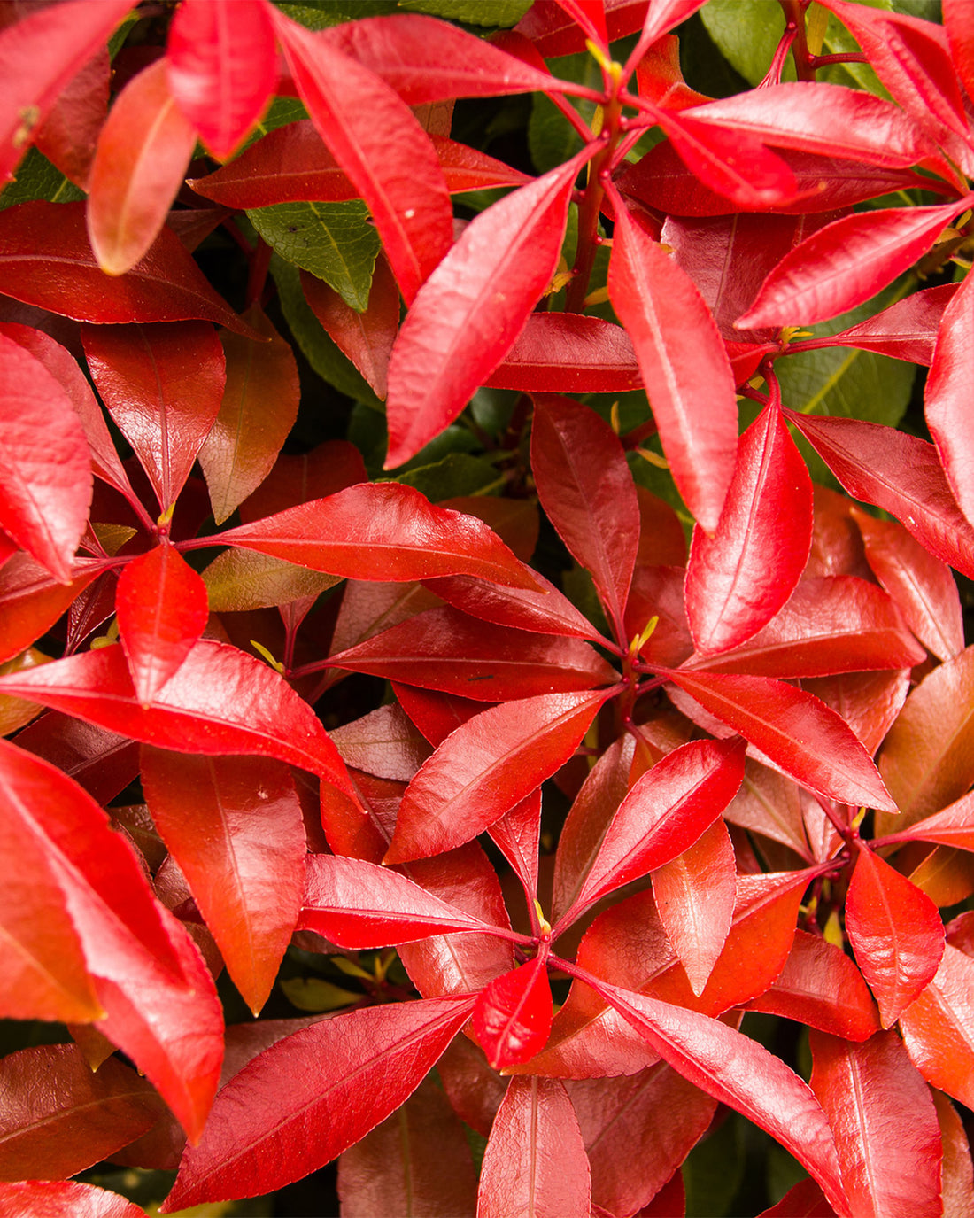 Pieris japonica &
