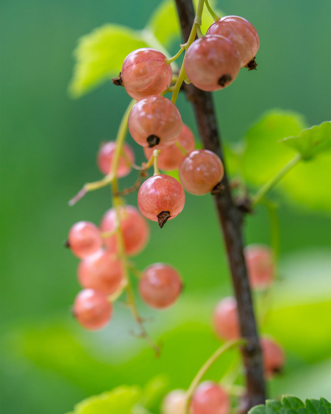 Pinkcurrant Gloire De Sablon