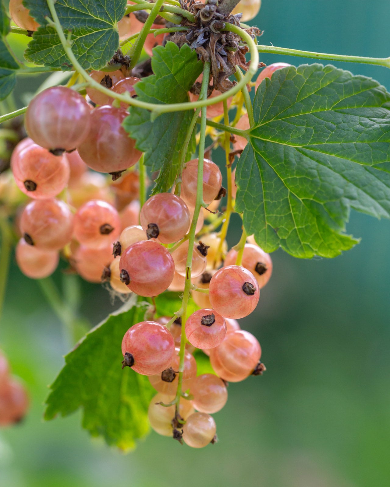 Pinkcurrant Gloire De Sablon