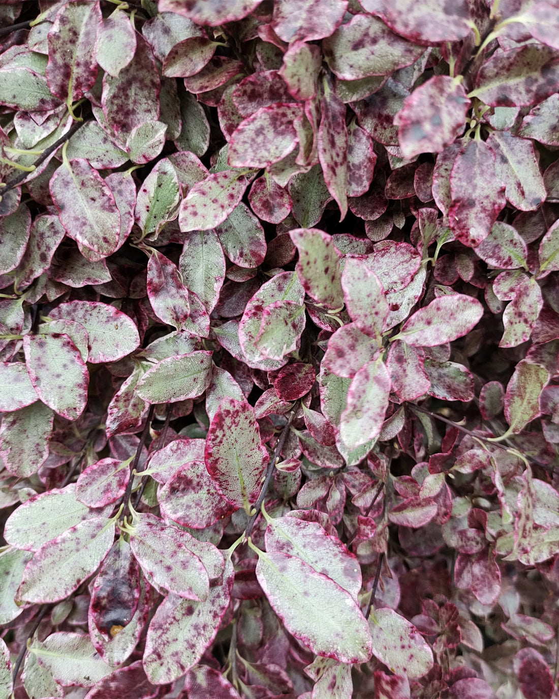 Pittosporum tenuifolium &