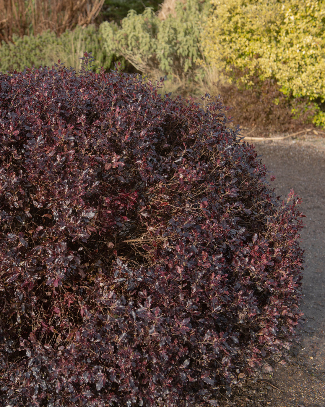 Pittosporum tenuifolium &