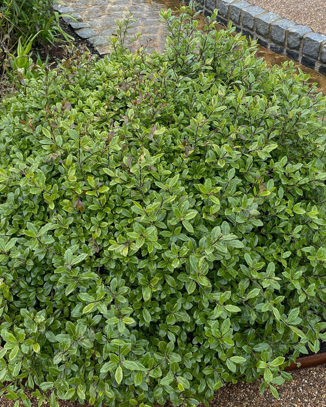 Pittosporum tenuifolium &
