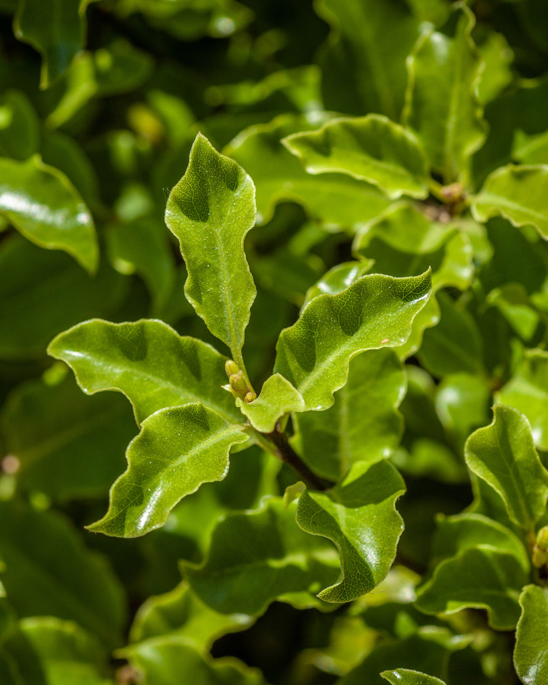 Pittosporum tenuifolium &
