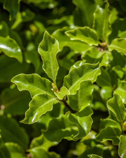 Pittosporum tenuifolium &
