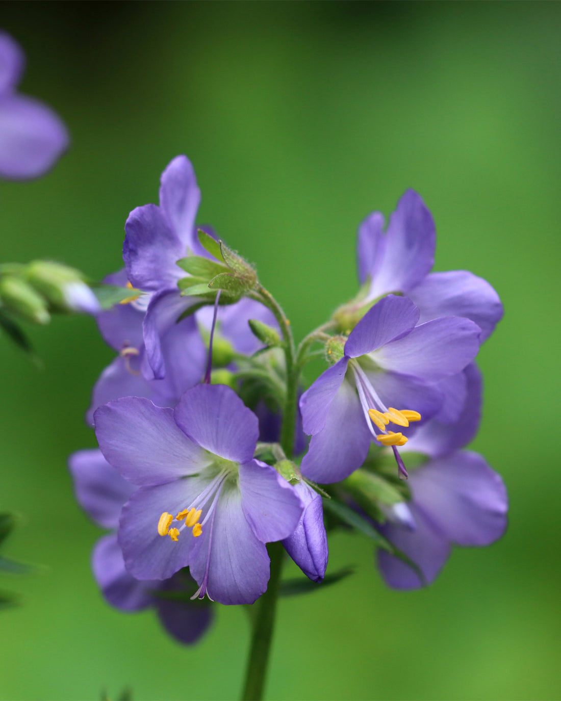 Polemonium &
