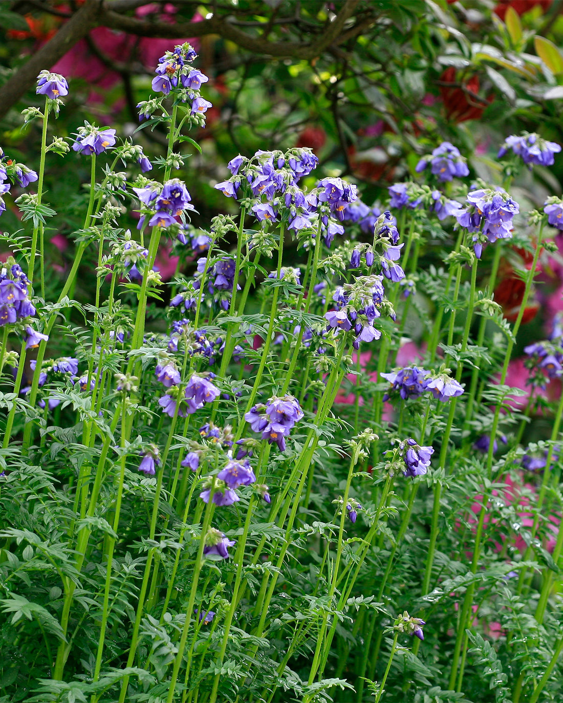 Polemonium &