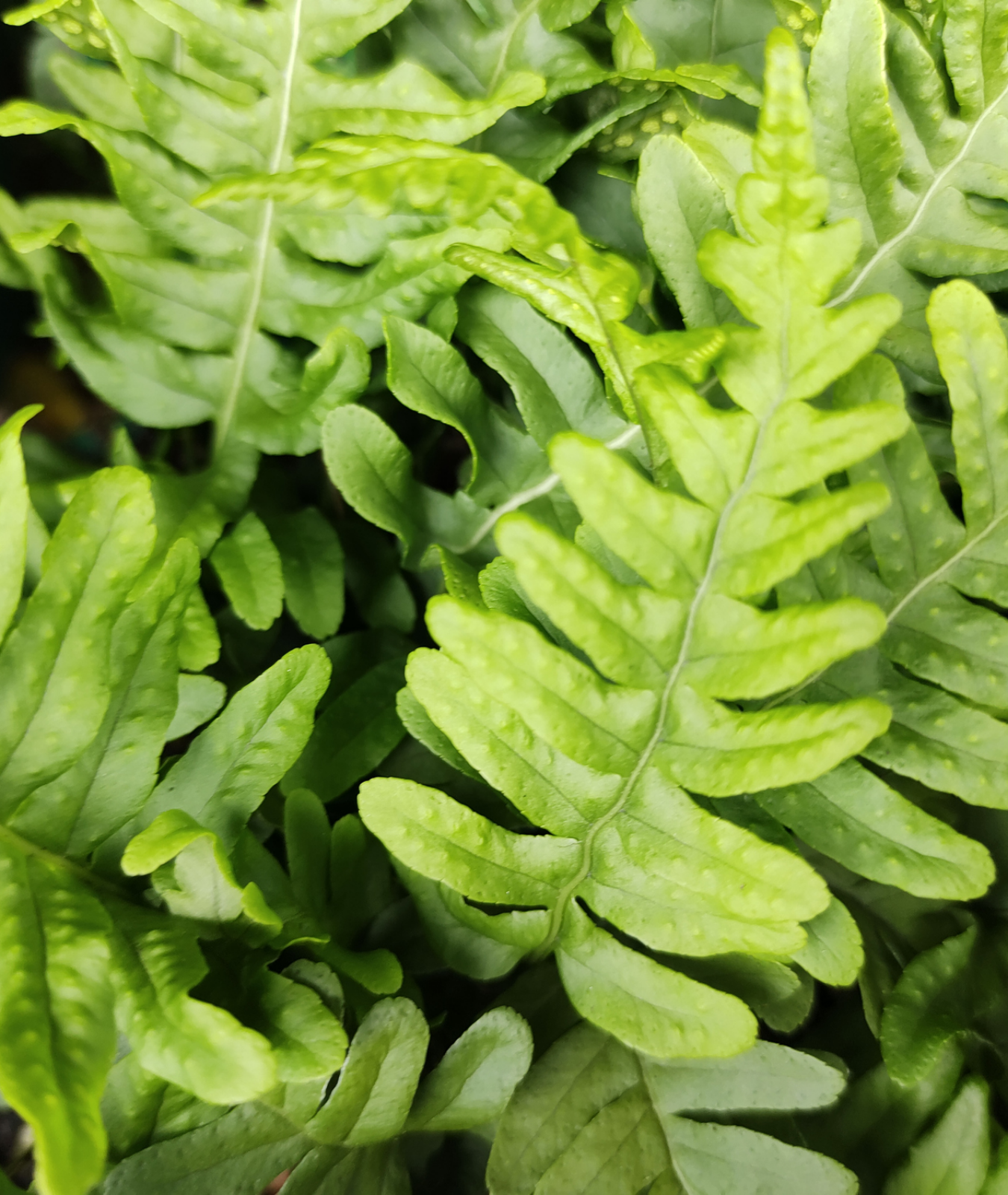 Polypodium vulgare