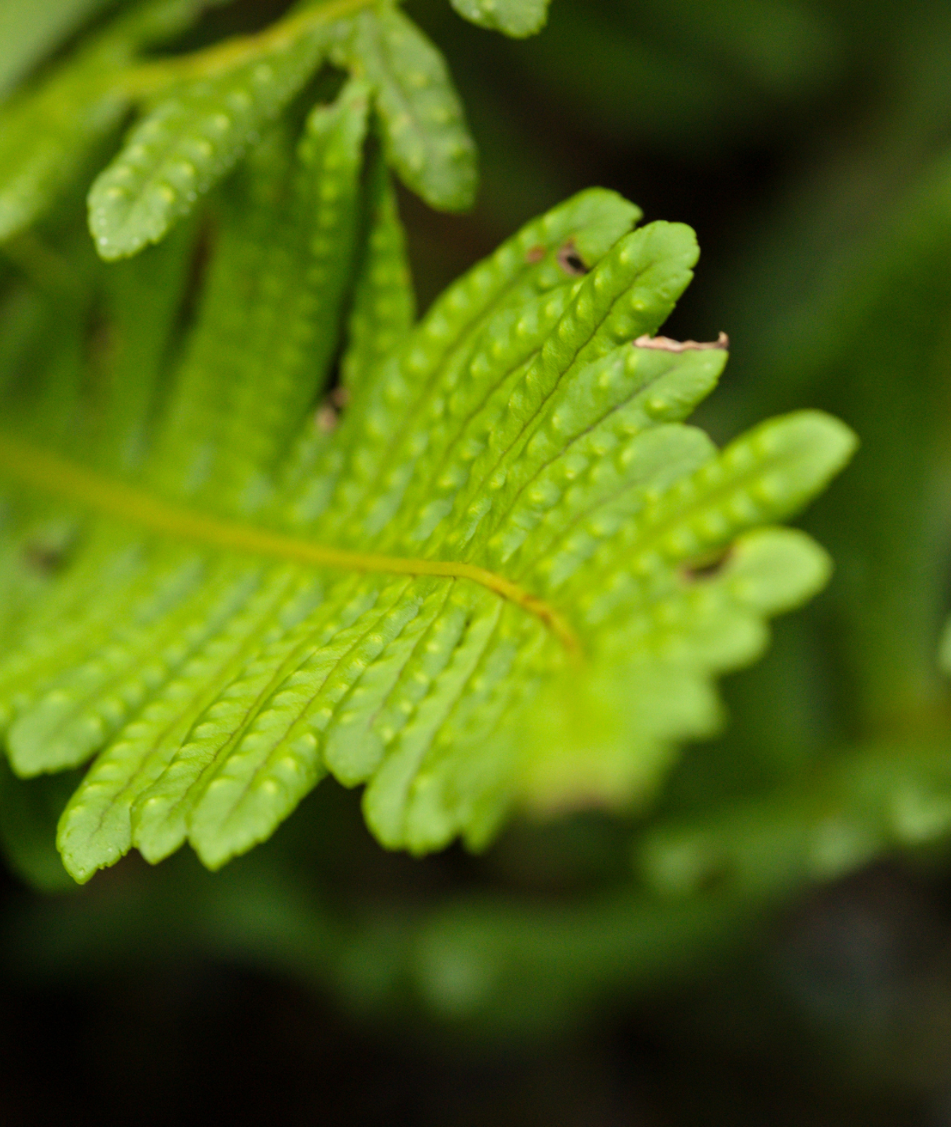 Polypodium vulgare