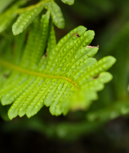 Polypodium vulgare