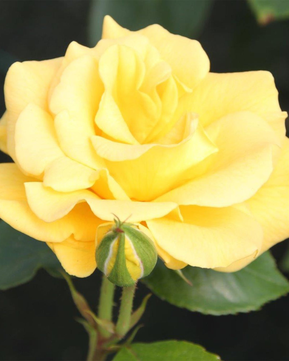Rosa &