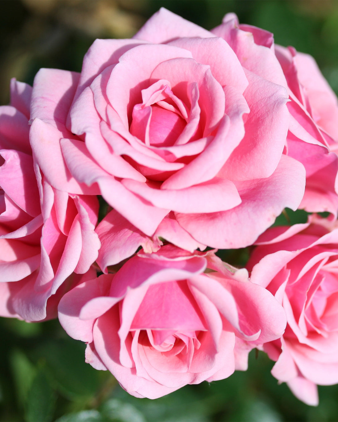 Rosa (Patio Group) &