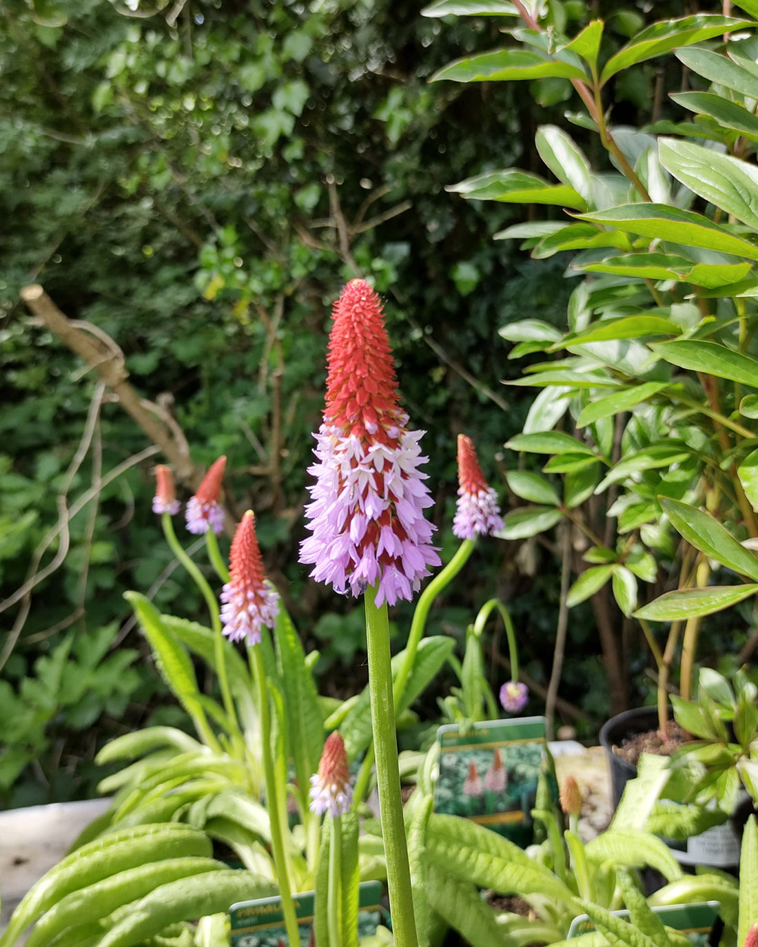Primula vialii