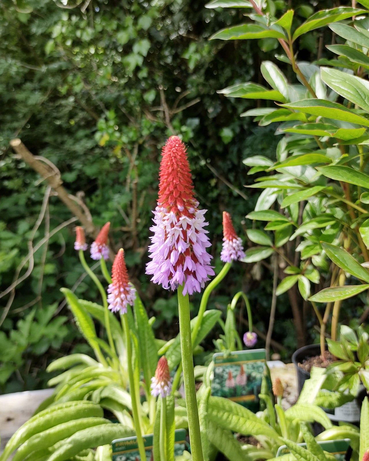 Primula vialii