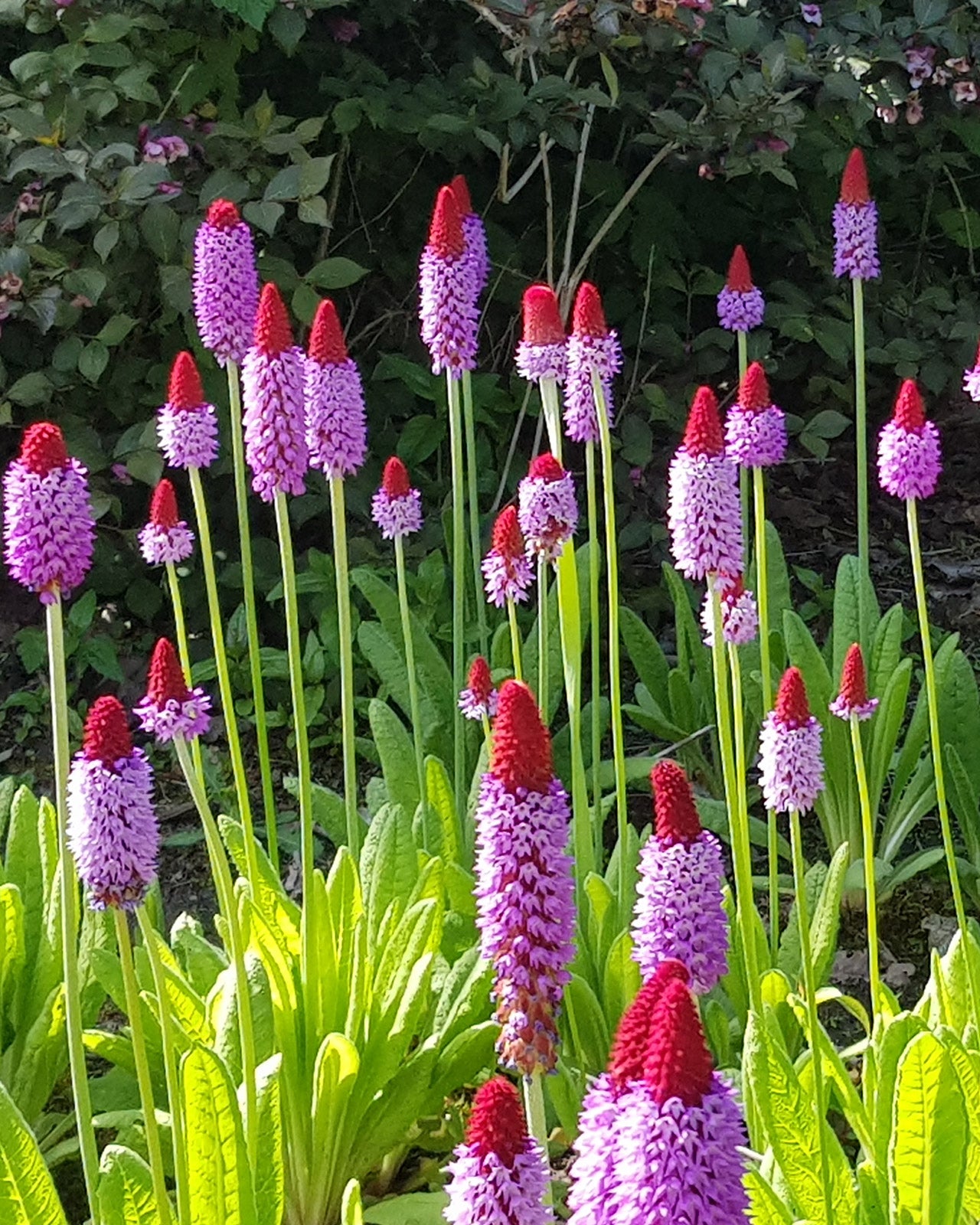 Primula vialii
