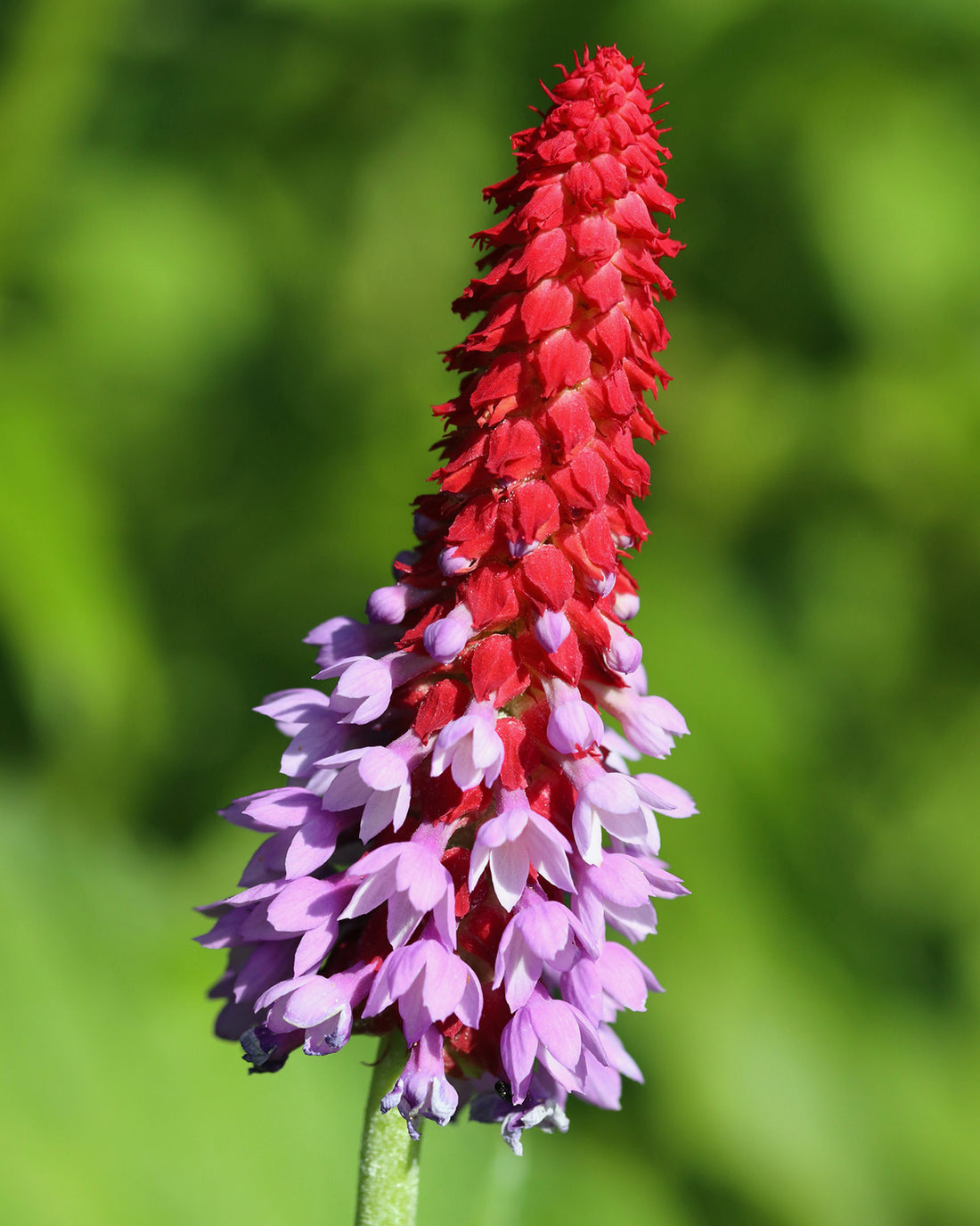 Primula vialii