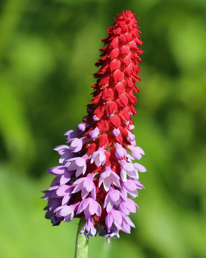 Primula vialii